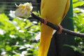 Indian-Ringneck-Parakeet-Psittacula-krameri-Lutino-yellow-mutation-5-KLBP