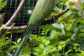 Indian-Ringneck-Parakeet-Rose-Ringed-Parakeet-Bayan-Kalung-Psittacula-krameri-5-KLBP