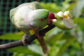 Indian-Ringneck-Parakeet-Rose-Ringed-Parakeet-Bayan-Kalung-Psittacula-krameri-manillensis-9-KLBP