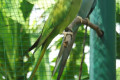 Indian-Ringneck-Parakeets-Sky-blue-cinnamon-blue-mutation-on-right-KLBP