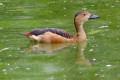 Lesser-Whistling-Duck-Lesser-Tree-Duck-Whistling-Teal-Itik-Belibis-Dendrocygna-javanica-2-KLBP