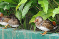 Mandarin-Duck-Itik-Mandarin-Aix-galericulata-2-young-males-with-female-in-centre-KLBP