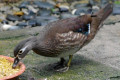 Mandarin-Duck-Itik-Mandarin-Aix-galericulata-Female-2-KLBP