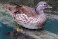 Mandarin-Duck-Itik-Mandarin-Aix-galericulata-Female-5-KLBP