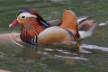 Mandarin-Duck-Itik-Mandarin-Aix-galericulata-Male-2-KLBP