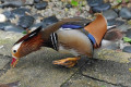 Mandarin-Duck-Itik-Mandarin-Aix-galericulata-Male-9-KLBP