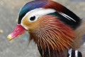 Mandarin-Duck-Itik-Mandarin-Aix-galericulata-Male-head-2-KLBP