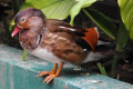 Mandarin-Duck-Itik-Mandarin-Aix-galericulata-Young-male-KLBP