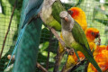 Monk-Parakeet-Quaker-Parrot-Myiopsitta-monachus-2-KLBP