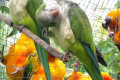 Monk-Parakeet-Quaker-Parrot-Myiopsitta-monachus-4-KLBP