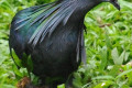 Nicobar-Pigeon-Punai-Emas-Caloenas-nicobarica-5-KLBP