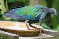 Nicobar-Pigeon-Punai-Emas-Caloenas-nicobarica-7-KLBP