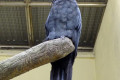 Palm-Cockatoo-Goliath-Cockatoo-Kakaktua-Raja-Probosciger-aterrimus-1-KLBP