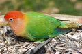 Peach-faced-Lovebird-Rosy-faced-Lovebird-Agapornis-roseicollis-1-KLBP