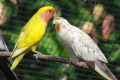 Peach-faced-Lovebird-Rosy-faced-Lovebird-Agapornis-roseicollis-Lutino-yellow-mutation-and-Cockatiel-Nymphicus-hollandicus-KLBP.jpgIMGP9467