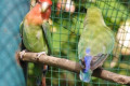 Peach-faced-Lovebirds-Rosy-faced-Lovebirds-Agapornis-roseicollis-1-KLBP