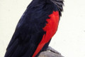 Pesquets-Parrot-Vulturine-Parrot-Nuri-Kabare-Psittrichas-fulgidus-3-KLBP