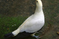 Pied-Imperial-Pigeon-Pergam-Rawa-Ducula-bicolor-7-KLBP