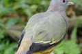 Pink-necked-Green-Pigeon-Punai-Gading-Treron-vernans-Male-2-KLBP