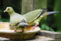 Pink-necked-Green-Pigeon-Punai-Gading-Treron-vernans-grey-head-male-green-head-female-2-KLBP