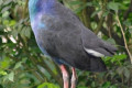 Purple-Swamphen-African-Purple-Swamphen-Purple-Moorhen-Purple-Gallinule-Purple-Coot-Pukeko-Pangling-Porphyrio-porphyrio-1-KLBP