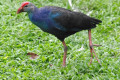 Purple-Swamphen-African-Purple-Swamphen-Purple-Moorhen-Purple-Gallinule-Purple-Coot-Pukeko-Pangling-Porphyrio-porphyrio-3-KLBP