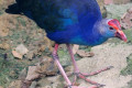 Purple-Swamphen-African-Purple-Swamphen-Purple-Moorhen-Purple-Gallinule-Purple-Coot-Pukeko-Pangling-Porphyrio-porphyrio-6-KLBP