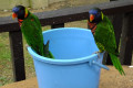 Rainbow-Lorikeet-Nuri-Pelangi-Trichoglossus-haematodus-10-KLBP