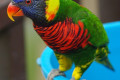 Rainbow-Lorikeet-Nuri-Pelangi-Trichoglossus-haematodus-6-KLBP