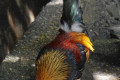 Red-Junglefowl-Ayam-Hutan-Gallus-gallus-1-KLBP