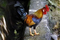 Red-Junglefowl-Ayam-Hutan-Gallus-gallus-2-KLBP