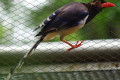 Red-billed-Blue-Magpie-Urocissa-erythrorhyncha-4-KLBP