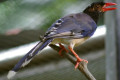 Red-billed-Blue-Magpie-Urocissa-erythrorhyncha-7-KLBP