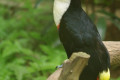 Red-billed-Toucan-White-throated-Toucan-Burung-Toucan-Paruh-Merah-Ramphastos-tucanus-5-KLBP