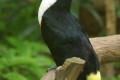 Red-billed-Toucan-White-throated-Toucan-Burung-Toucan-Paruh-Merah-Ramphastos-tucanus-7-KLBP