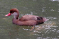 Red-crested-Pochard-Itik-Berjambul-Netta-rufina-Male-2-KLBP