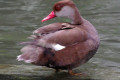 Red-crested-Pochard-Itik-Berjambul-Netta-rufina-Male-4-KLBP