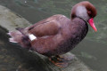 Red-crested-Pochard-Itik-Berjambul-Netta-rufina-Male-6-KLBP