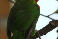 Red-throated-Barbet-Takor-Raya-Megalaima-mystacophanos-3-KLBP