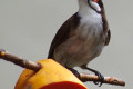 Red-whiskered-Bulbul-Merbah-Telinga-Merah-Pycnonotus-jocosus-2-KLBP