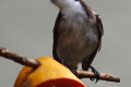 Red-whiskered-Bulbul-Merbah-Telinga-Merah-Pycnonotus-jocosus-3-KLBP