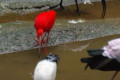 Sacred-Ibis-and-Scarlet-Ibis-KLBP