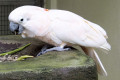 Salmon-crested-Cockatoo-Moluccan-Cockatoo-Kakaktua-Seram-Cacatua-moluccensis-1-KLBP