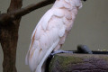 Salmon-crested-Cockatoo-Moluccan-Cockatoo-Kakaktua-Seram-Cacatua-moluccensis-3-KLBP