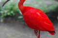 Scarlet-Ibis-Sekendi-Merah-Eudocimus-ruber-13-KLBP