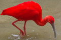 Scarlet-Ibis-Sekendi-Merah-Eudocimus-ruber-9-KLBP