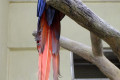 Scarlet-Macaw-Ara-macao-2-KLBP