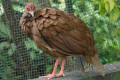 Silver-Pheasant-Kuang-Perak-Lophura-nycthernera-Female-1-KLBP