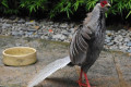 Silver-Pheasant-Kuang-Perak-Lophura-nycthernera-young-male-16-KLBP