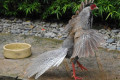 Silver-Pheasant-Kuang-Perak-Lophura-nycthernera-young-male-17-KLBP